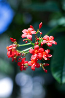 Red Flower