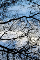 Branches over a blue sky