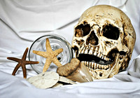 Still life skull
