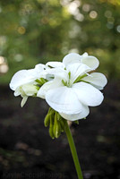 White flower
