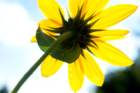 Yellow Flower